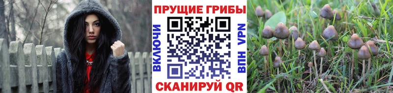 Псилоцибиновые грибы мицелий  Купить закладки  Пермь 
